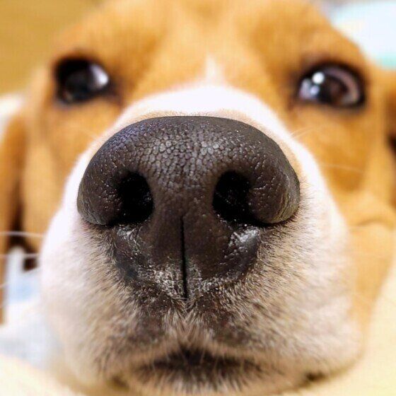 ビーグルのガラゴくん♪