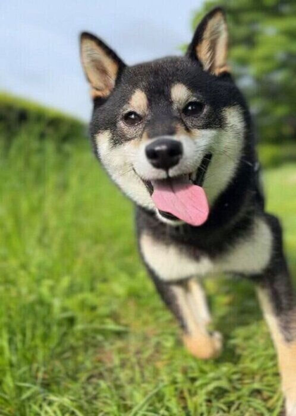 相手によって 態度をがらりと変える 犬に見られる傾向とは 獣医師解説 いぬのきもちweb Magazine 相手によって 態度をがらりと変える 犬に見られる傾向とは 獣医師解説 いぬのきもちweb Magazine