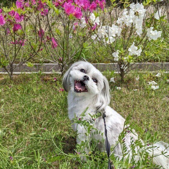 お散歩中のラルちゃん