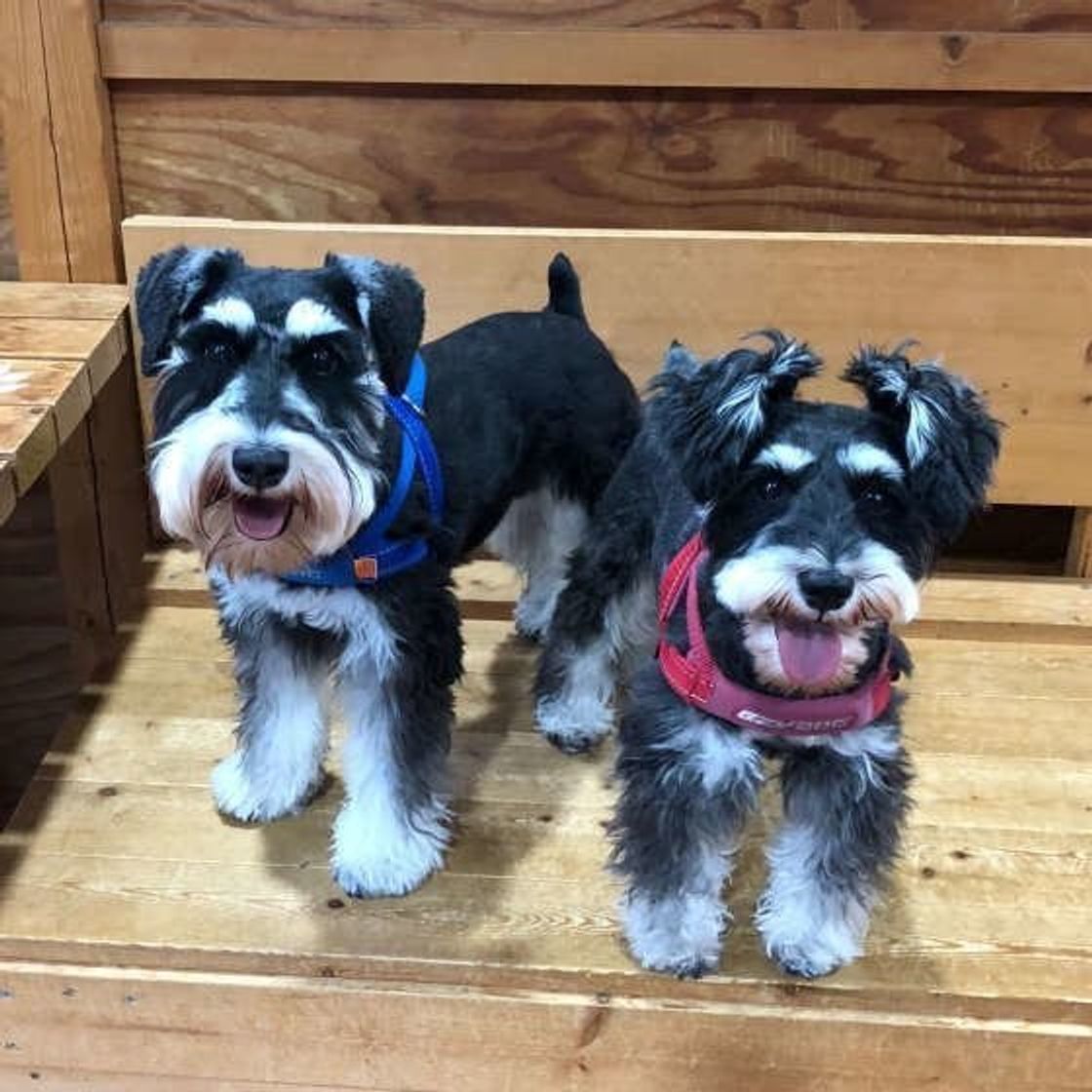 犬のフードやおやつに入ってる添加物って危険なの 獣医師が解説 いぬのきもちweb Magazine 犬のフードやおやつに入ってる添加物って危険なの 獣医師が解説 いぬのきもちweb Magazine