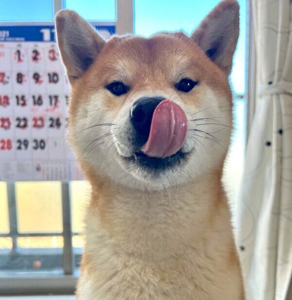 舌をペロッとするこむぎくん