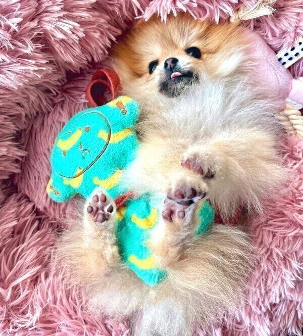 くつろぐミサイルちゃん