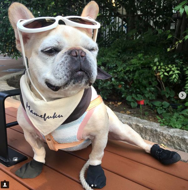 洋服を着てポーズを決める豆福ちゃん