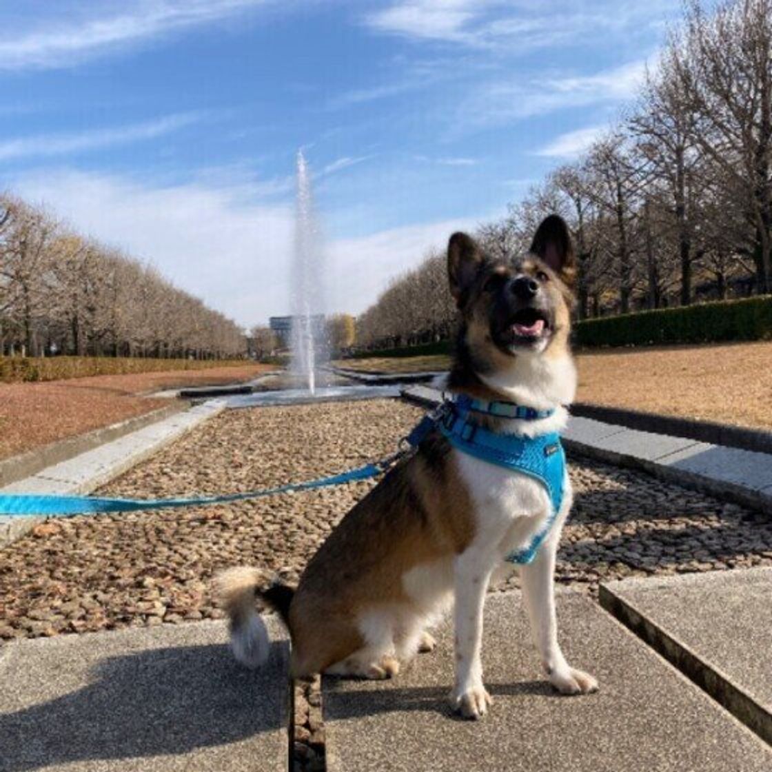 人と犬が快適に暮らすために 散歩中や公園で守りたい Goodマナー 気を付けたいbadマナーは いぬのきもちweb Magazine 人と犬が快適に暮らすために 散歩中や公園で守りたい Goodマナー 気を付けたいbadマナーは いぬのきもちweb Magazine