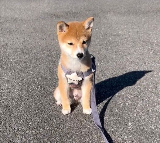 散歩の練習中に固まるこまくん
