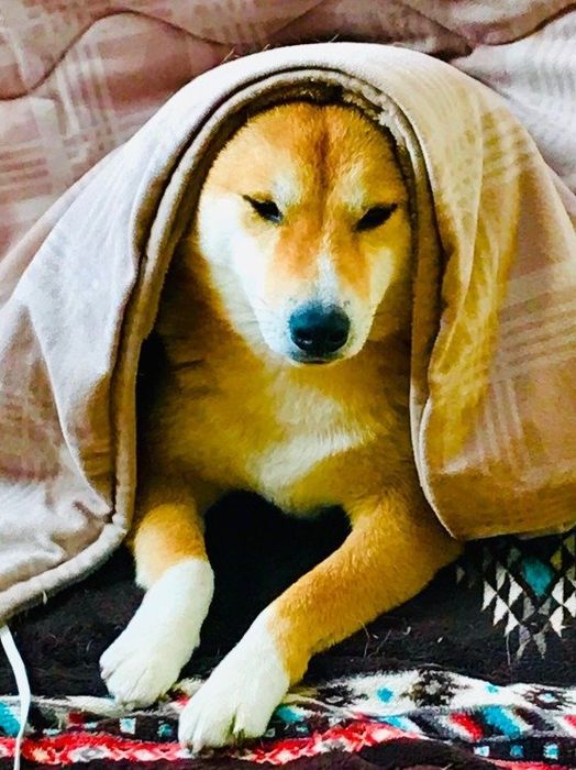 柴の豆太くん