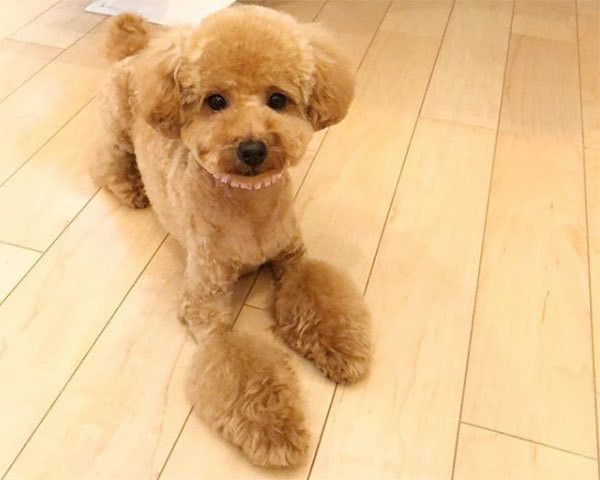 見つめるトイ・プードル