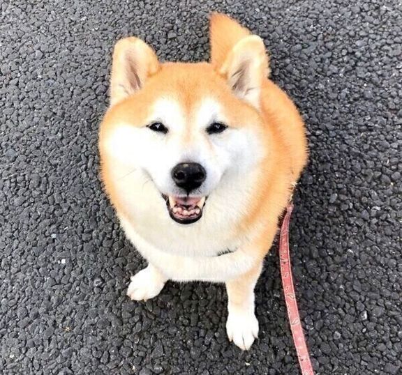 見上げる柴