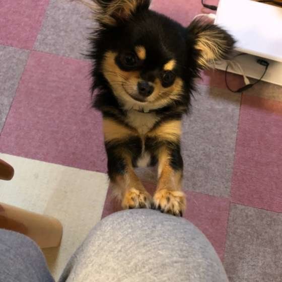 ごはんをおねだりするチワワ