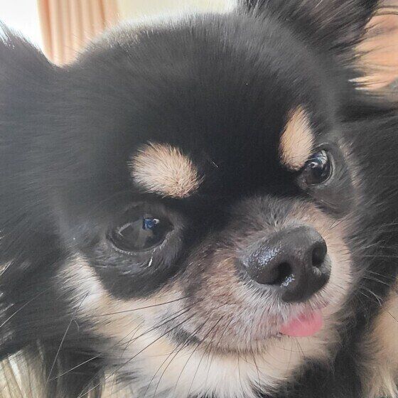 チワワのリタちゃん