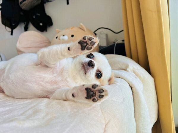 くつろぐいずも丸くん