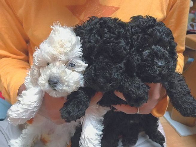 シルバーの父犬と黒の母犬から白いコが生まれた！