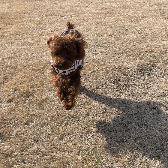 ドッグランで走るラテくん（トイ・プードル）