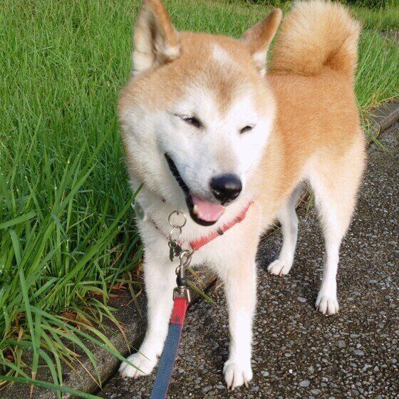 柴のじろうちゃん