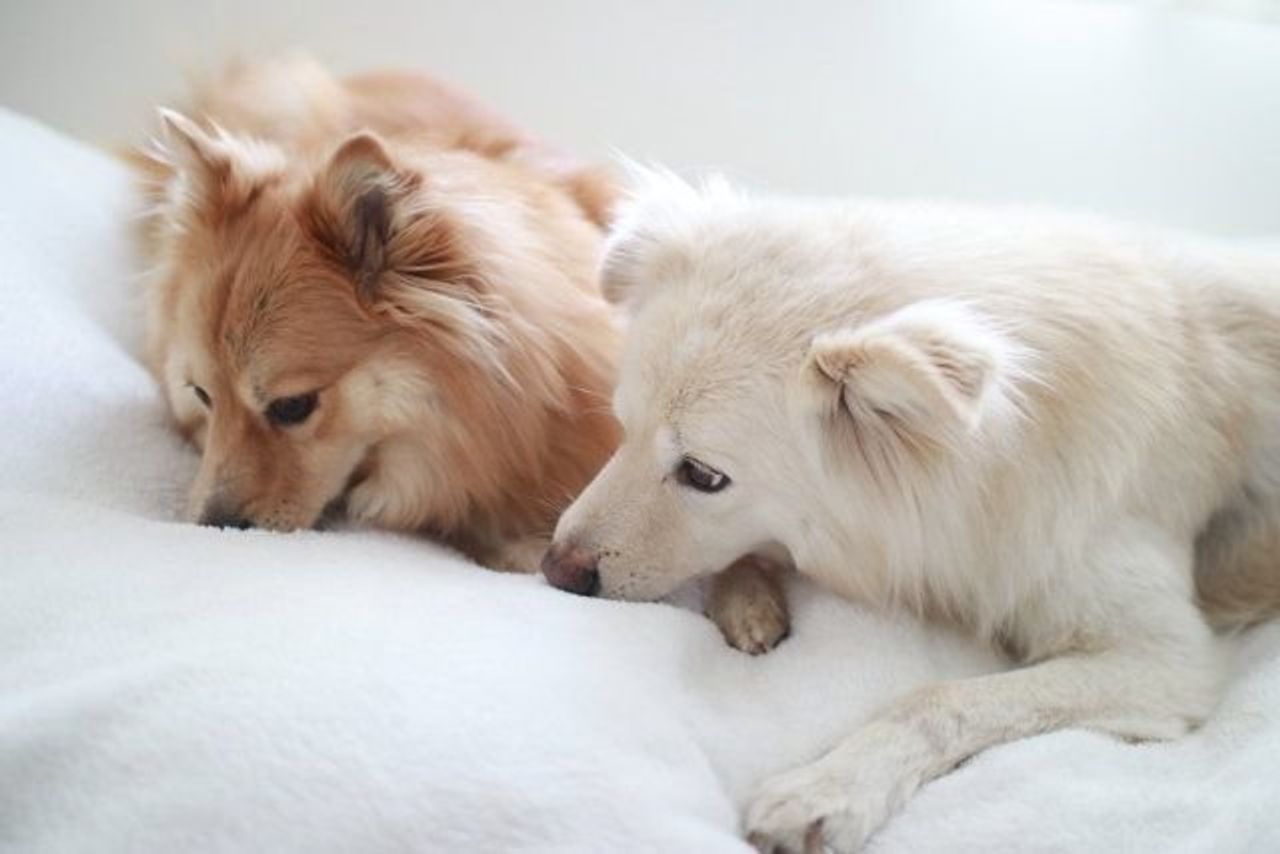 倒れる主を気遣う犬たち 穴澤賢の犬のはなし いぬのきもちweb Magazine 倒れる主を気遣う犬たち 穴澤賢の犬のはなし いぬのきもちweb Magazine