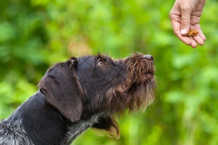 ジャーマン・ワイアーヘアード・ポインター