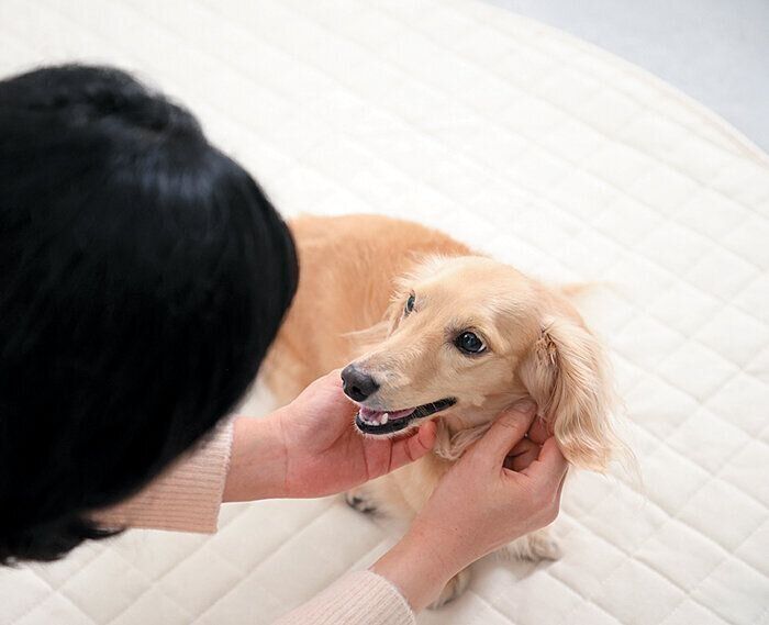 ほめられてうれしそうな犬