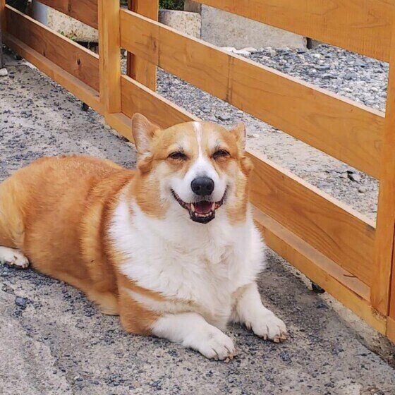 ウェルシュ・コーギー・ペンブロークのたらおちゃん