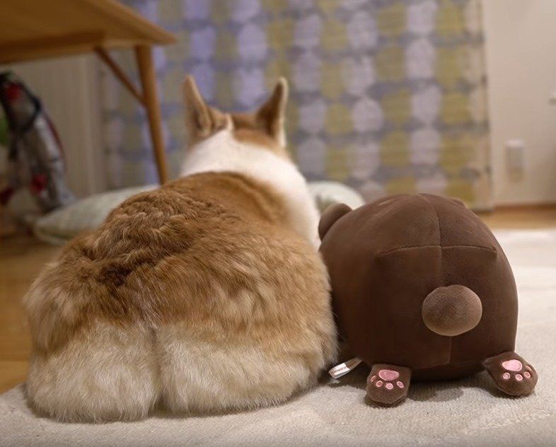 お尻を見せる犬