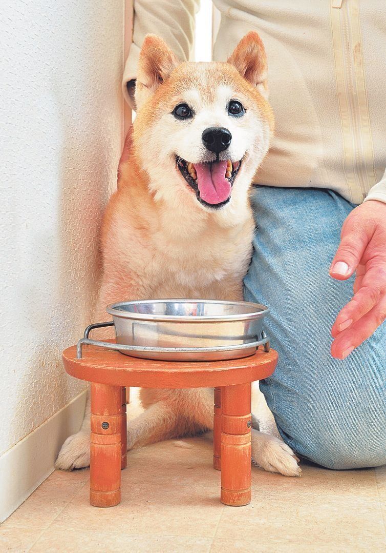 壁と飼い主さんの間に座らせる