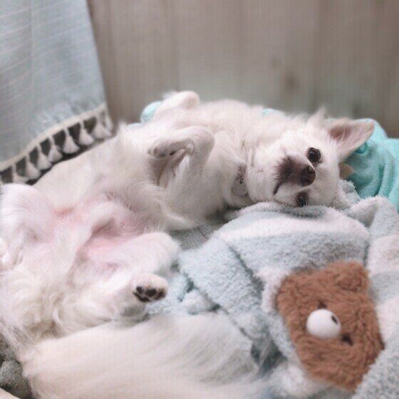 ヘソ天になるチワワ