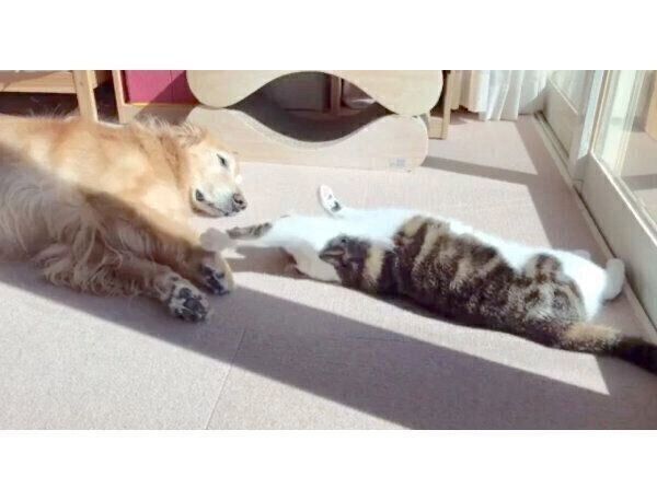 仲良く日向ぼっこする小麦ちゃん、豆ちゃん