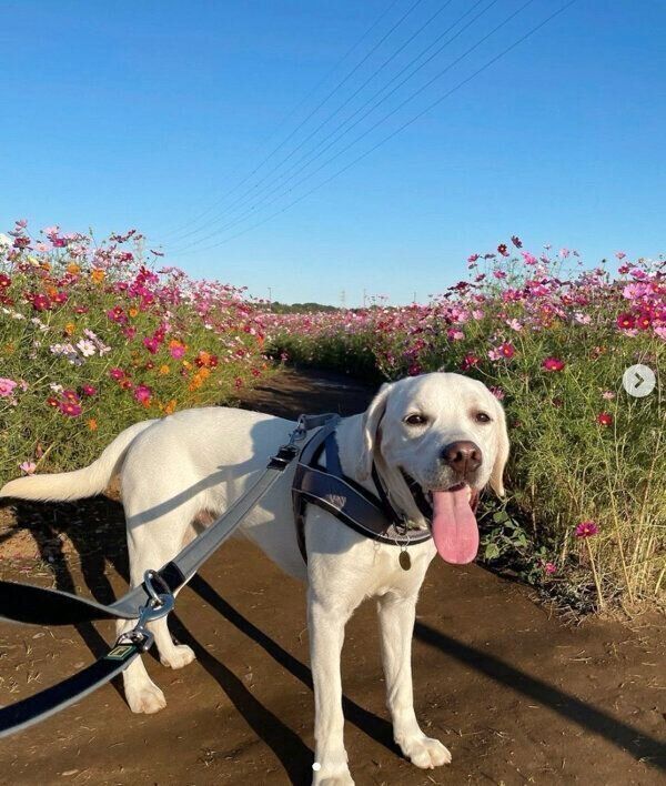 お散歩を楽しむイソくん