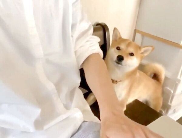 かまってアピールをするりんご郎くん