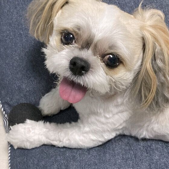 犬の早食いはなぜよくない？ 犬の早食いのリスクと対策を獣医師に聞いてみた いぬのきもち