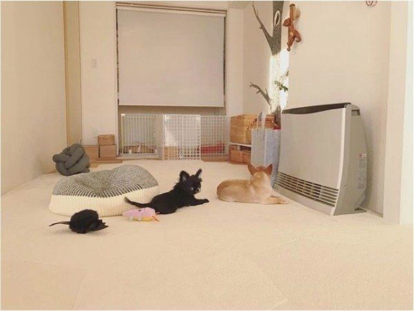 ストーブで温まるチワワ