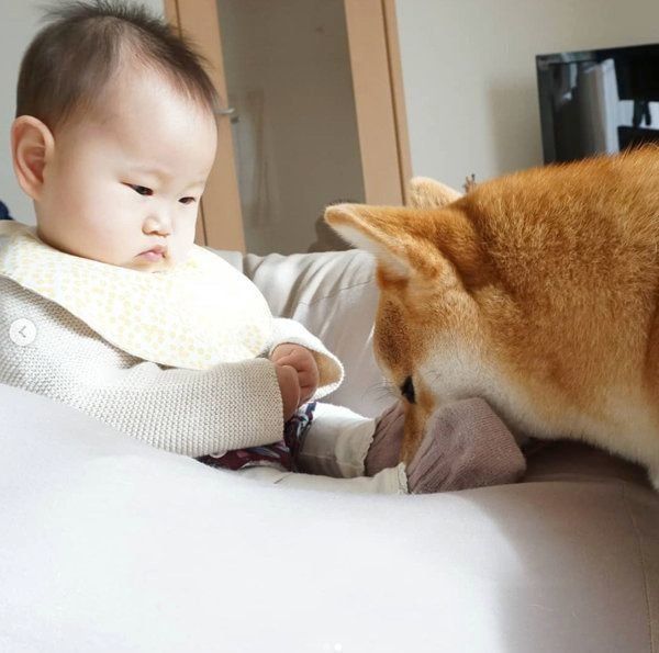柴犬のひなたちゃんと妹ちゃん