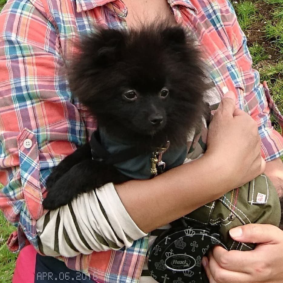 猿期の黒ポメてんいちくん