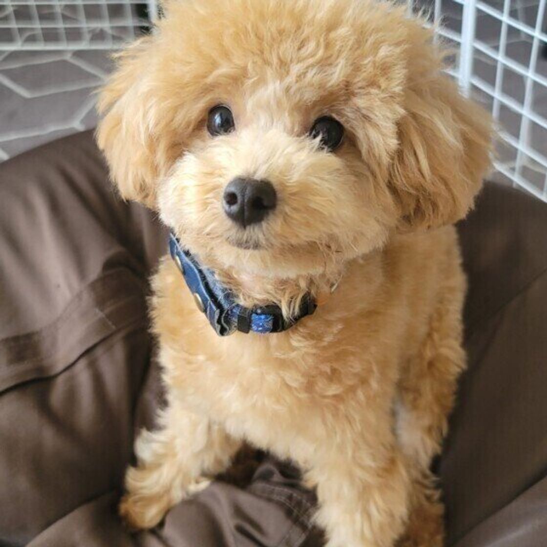 ウンチにゼリーのような粘膜がついている 犬の粘液便とは いぬのきもちweb Magazine ウンチにゼリーのような粘膜がついている 犬の粘液便とは いぬのきもちweb Magazine