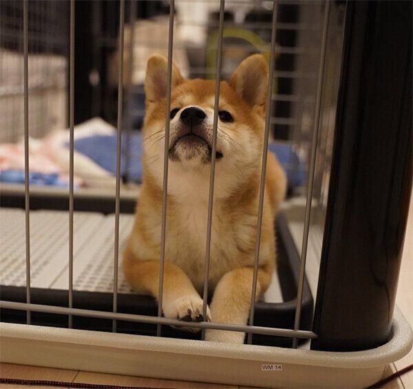 ケージに入る唯ちゃん