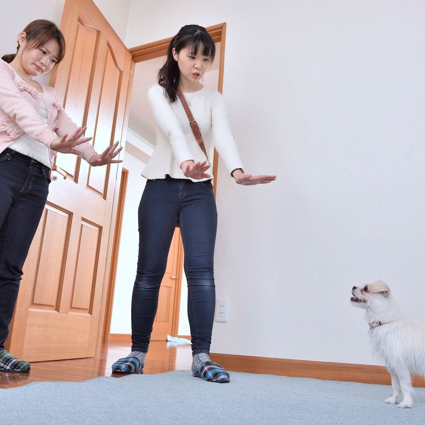 そもそも犬はなぜ吠えるのか 理由がわかると対処法もわかる いぬのきもちweb Magazine そもそも犬はなぜ吠えるのか 理由がわかると対処法もわかる いぬのきもちweb Magazine