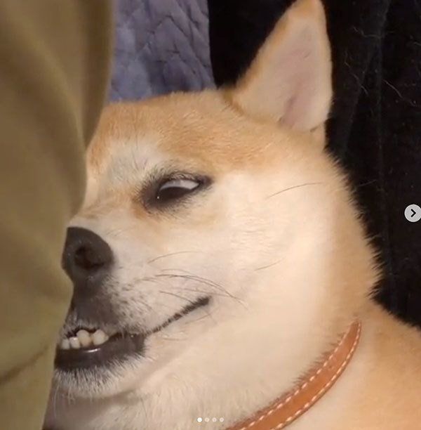 変顔をする柴犬