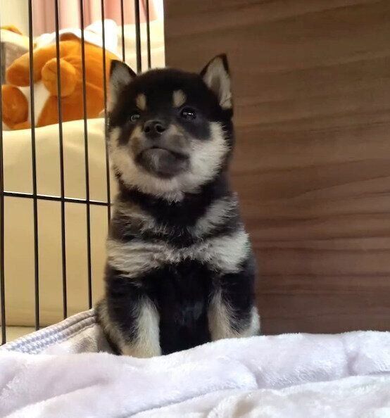 お迎え初日のおじゃるくん