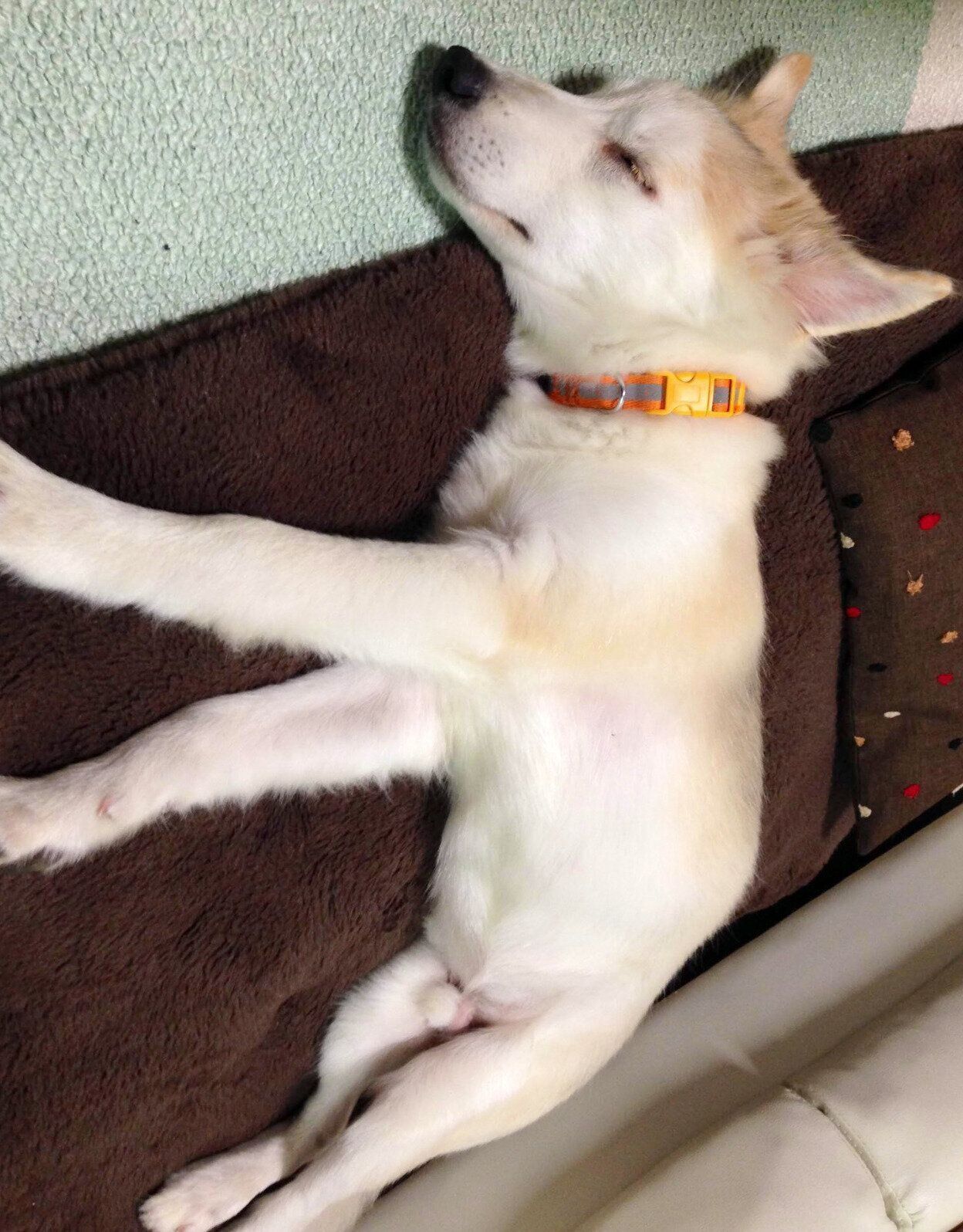 お迎え2日目のシベちゃん