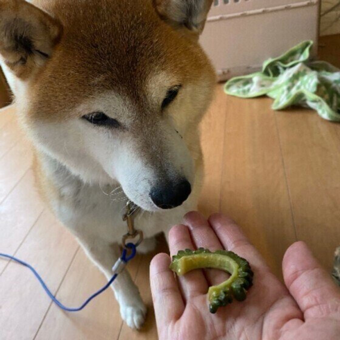 犬はゴーヤを食べていい 生は大丈夫 適量やアレルギーなどの注意点 ワンウィズ