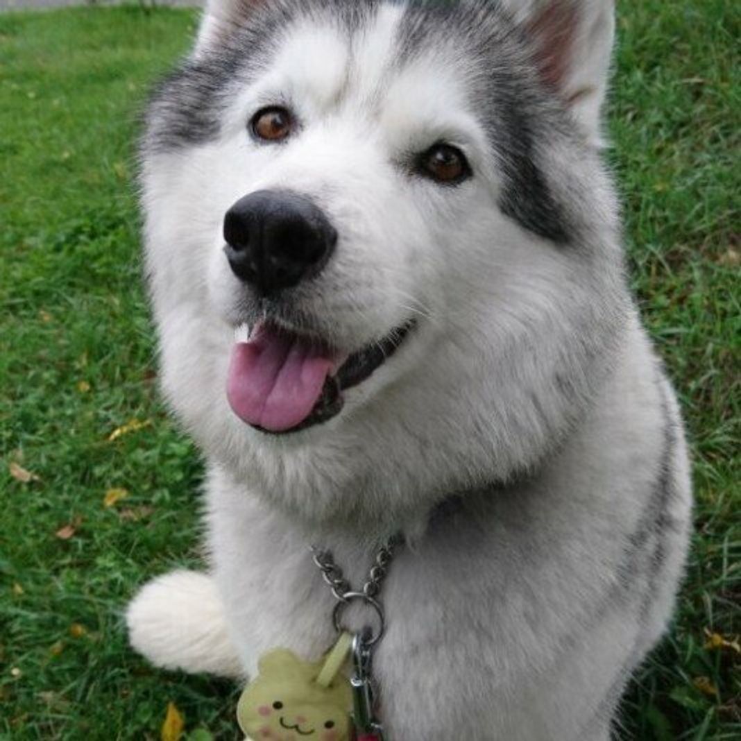 食べ物の名前が多数ランクイン 人気の メス犬の名前ランキング いぬのきもちweb Magazine 食べ物の名前が多数ランクイン 人気の メス犬の名前ランキング いぬのきもちweb Magazine