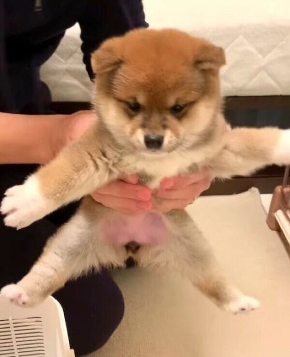 家族に迎えた日のはなちゃん