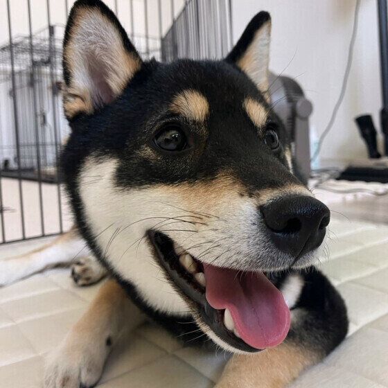 柴の小梅ちゃん