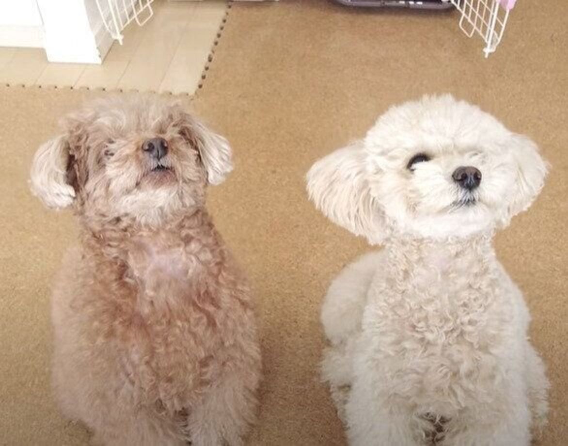 2匹同時にモフモフになったトイ プードル トリミング後のかわいさが大爆発 いぬのきもちweb Magazine 2匹同時にモフモフになったトイ プードル トリミング後のかわいさが大爆発 いぬのきもちweb Magazine