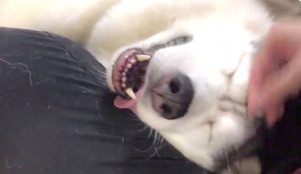 撫でられるシベリアン・ハスキーのシルビアちゃん