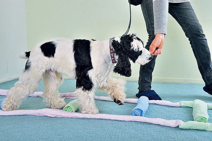 タオルはしごの上を歩く犬