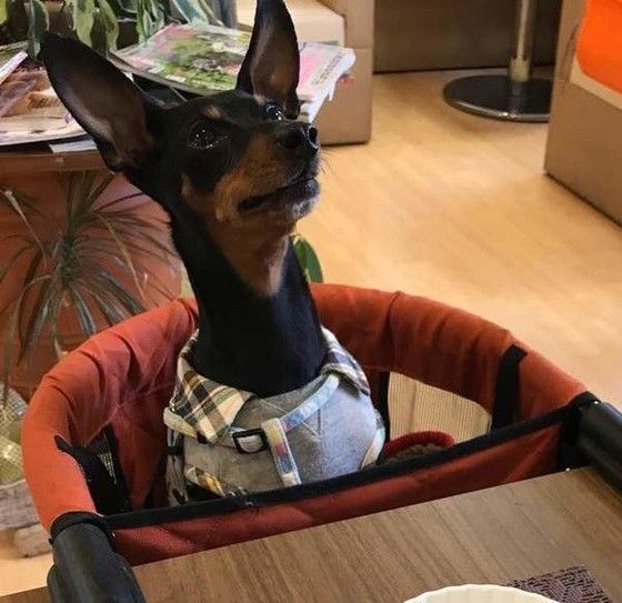 ドッグカフェでオスワリ