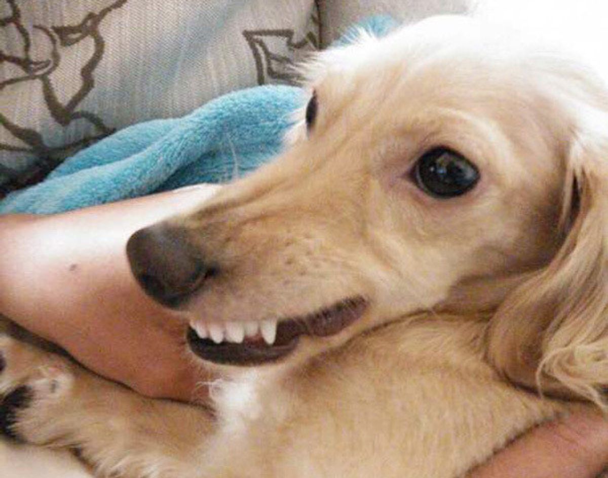 専門家が解説 犬の 反抗期 の真相に迫る 勘違いしてる飼い主さん いるかも いぬのきもちweb Magazine 専門家が解説 犬の 反抗期 の真相に迫る 勘違いしてる飼い主さん いるかも いぬのきもちweb Magazine