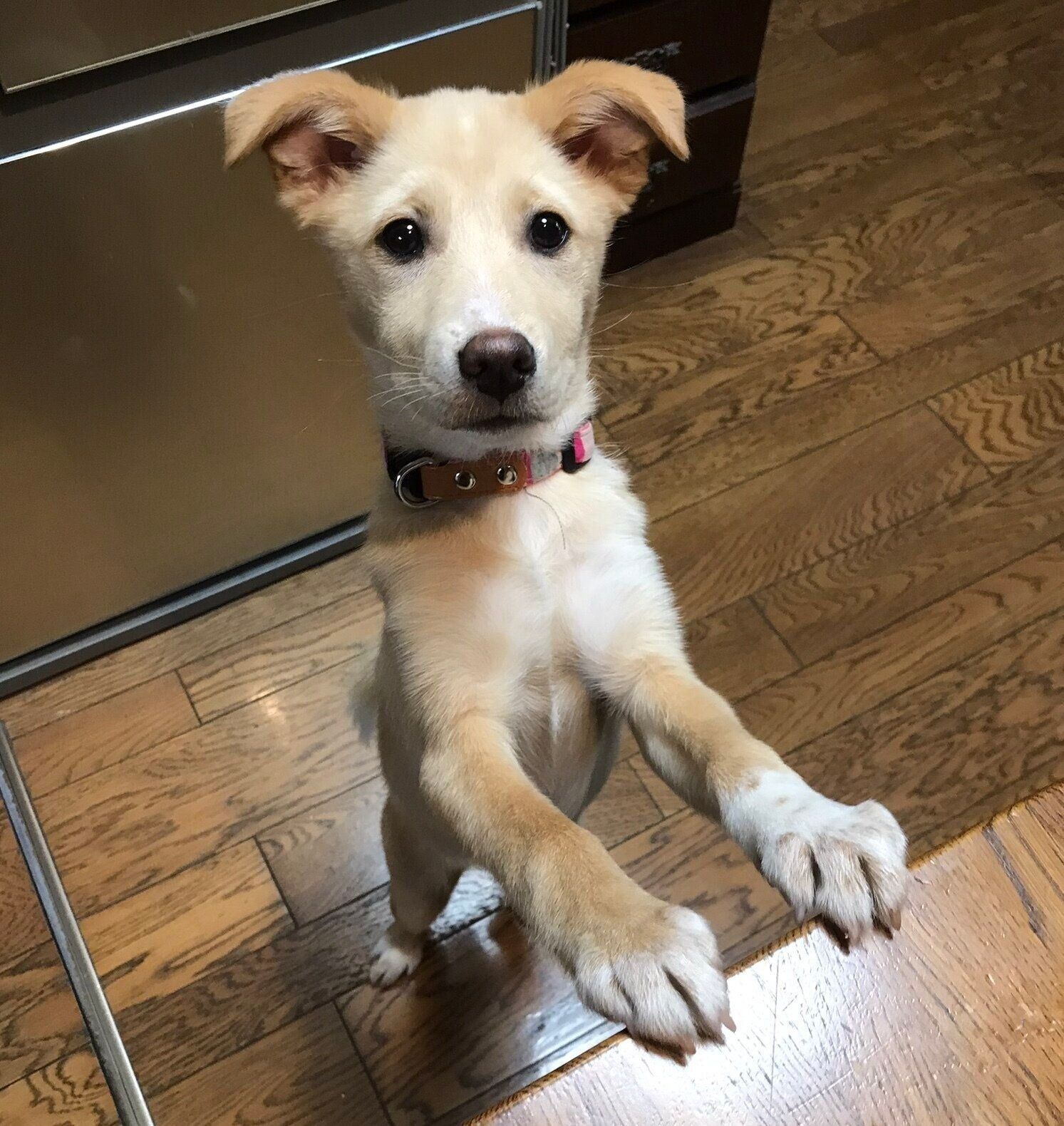 お迎えして2〜3カ月が経ったころに撮影したなつ子ちゃん