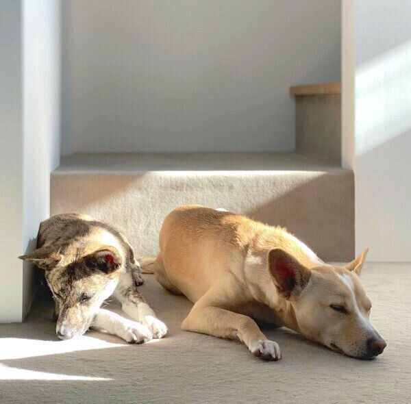 杢くんと土筆ちゃん