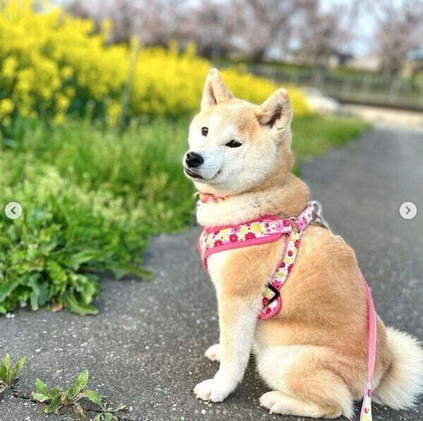 お散歩をするあかねちゃん